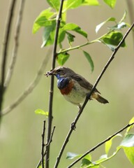 blue tit on branch