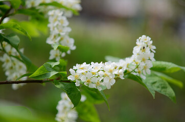 Prunus padus, flowers on a tree