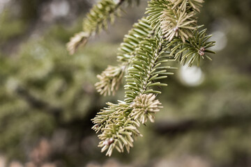 close up of pine needles
