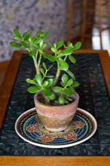 Healthy succulent plant on a colorful plate on metal table