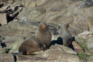 Obraz premium Seal. sea lion posing on a rock at Katiki Point Lighthouse, Moeraki, South island, New Zealand.