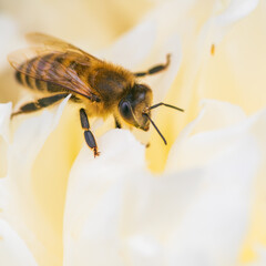 Honey Bee on bright White Yellow Peony Flower, Close Up of bee at work polinating the flower