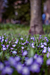 Hionodoksa blooming in spring garden