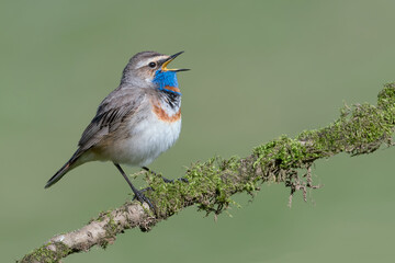Wonderful portrait of Bluethroat male (Luscinia svecica)