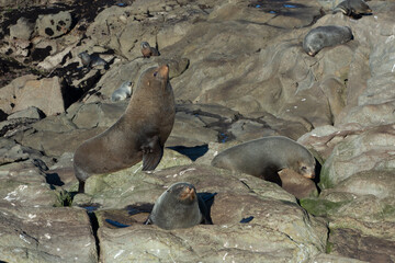 Seal. sea lion posing on a rock at Katiki Point Lighthouse, Moeraki, South island, New Zealand.