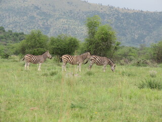 Fototapeta na wymiar Zebra walking in the green grass fields
