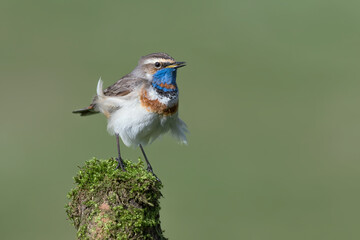 The beautiful Bluethroat in windy day (Luscinia svecica)