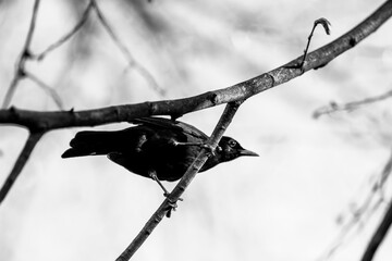 bird on a branch