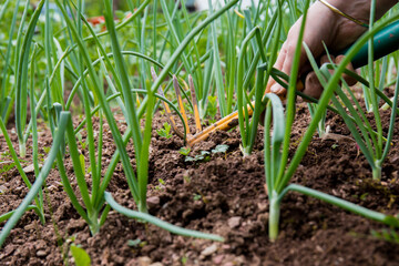 Young onions in the field. Tillage and hoeing. Naturally planted onions