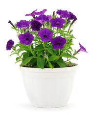 Bouquet of flowers surfinia in a pot.