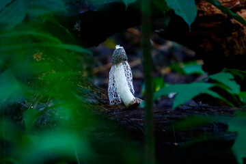 A fairy net mushroom on the forest floor near Arenal Volcano, Costa Rica.