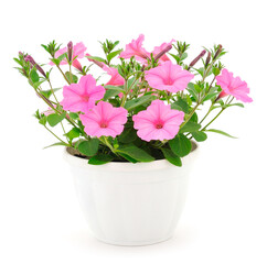 Bouquet of flowers surfinia in a pot.