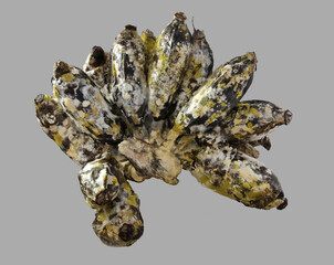 Rotten banana until black with fungus, isolated on gray background, Ideal for use in the design put images and insert text.