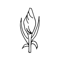 Single hand drawn  flower bud. Doodle vector illustration. Floristic element for greeting cards, posters, stickers and seasonal design. Isolated on white background