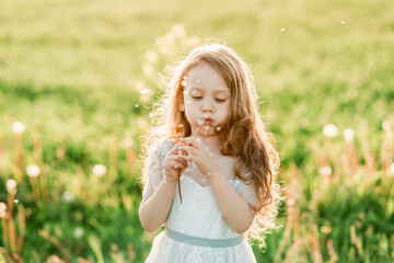 Fototapeta premium Portrait of cute curly little girl in white dress, staying in sunset meadow, blowing dandelion. Healthy, enjoy countryside summer and happy childhood concept