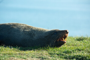 Naklejka premium Seal. sea lion posing on a rock at Katiki Point Lighthouse, Moeraki, South island, New Zealand.