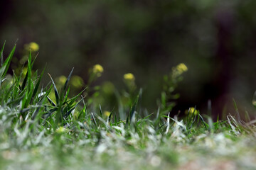 Blurred natural background: green grass, yellow small flowers, sunny day