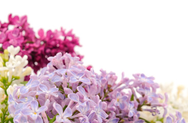 Fototapeta premium Branches of colorful lilac.