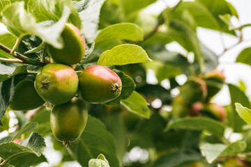Young red apples growing in spring on a branch with green leaves.