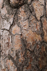 Pine bark