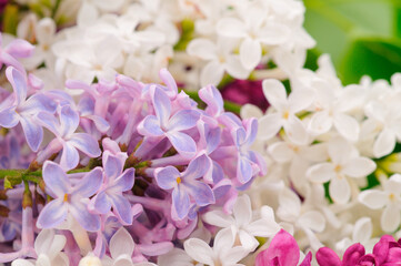 Bouquet of colorful lilac.