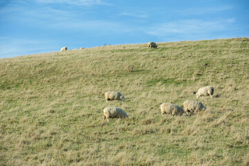 Common view in the New Zealand - hills covered by green grass with sheep.