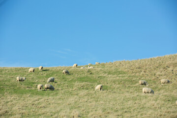 Common view in the New Zealand - hills covered by green grass with sheep.