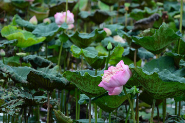Lotus flower rising above the water

