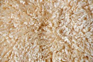 Close-up sheep wool texture in light beige tones.