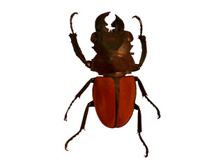Odontolabis gazella, beetle isolated on white background.