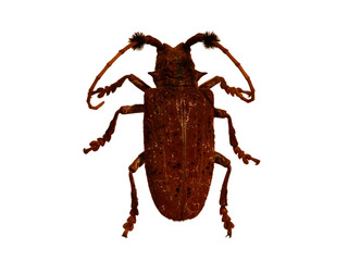 Aristobia horridula (Hope, 1831) Scarlet Beetle isolated on white background.