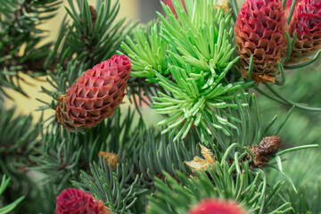 young red cones on green sprigs of pine