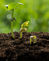 The seedling growing sprout (tree) from the rich soil