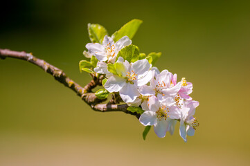 beautiful bloom of a seasonal plant in nature