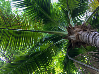 Green coconut tree with green nature