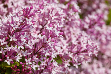 Lilac flowers spring blooming scene.