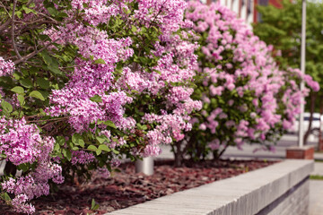 bush of lilac flowers spring blooming scene.