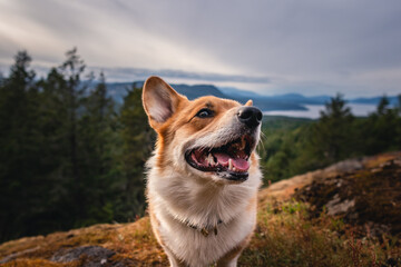 Corgi dog in the mountains