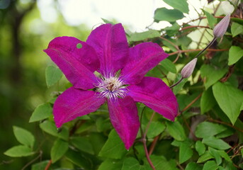 Beautiful purple color of Clematis flower at full bloom