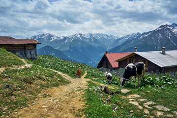 Landscape photo of Pokut Plateau with traditional wooden houses, snowy mountains, clouds and forest. Taken in summer at northeastern Black Sea / Karadeniz region of Turkey