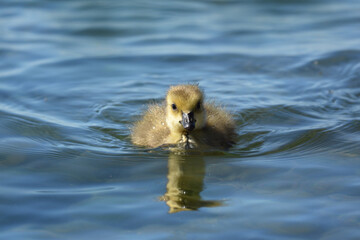 Baby Canada Goose gosling swims on lake