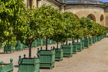 Beautiful Orangerie Parterre (1684 - 1686) in Versailles palace. It features 1,055 trees, including...