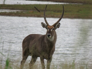 Obraz premium Waterbuck standing in the water