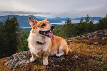 Corgi dog on mountain