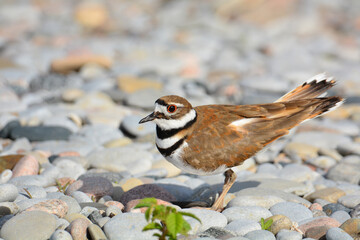 Killdeer bird walking on beach