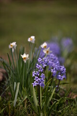 Fototapeta premium blue hyacinths blooming in the spring garden