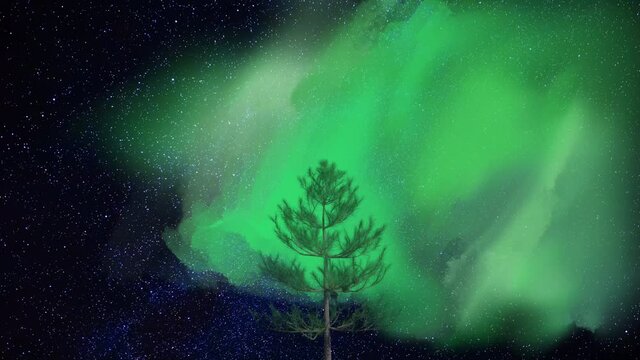 イラスト　オーロラを仰ぎ見る大木
Illustration A large tree looking up to the aurora
