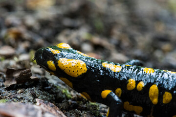 Karlovy Vary, Czech Republic, May 2020: The fire salamander (Salamandra salamandra) so cute animal