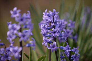 blue hyacinths blooming in the spring garden