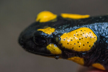 Karlovy Vary, Czech Republic, May 2020: The fire salamander (Salamandra salamandra) so cute animal